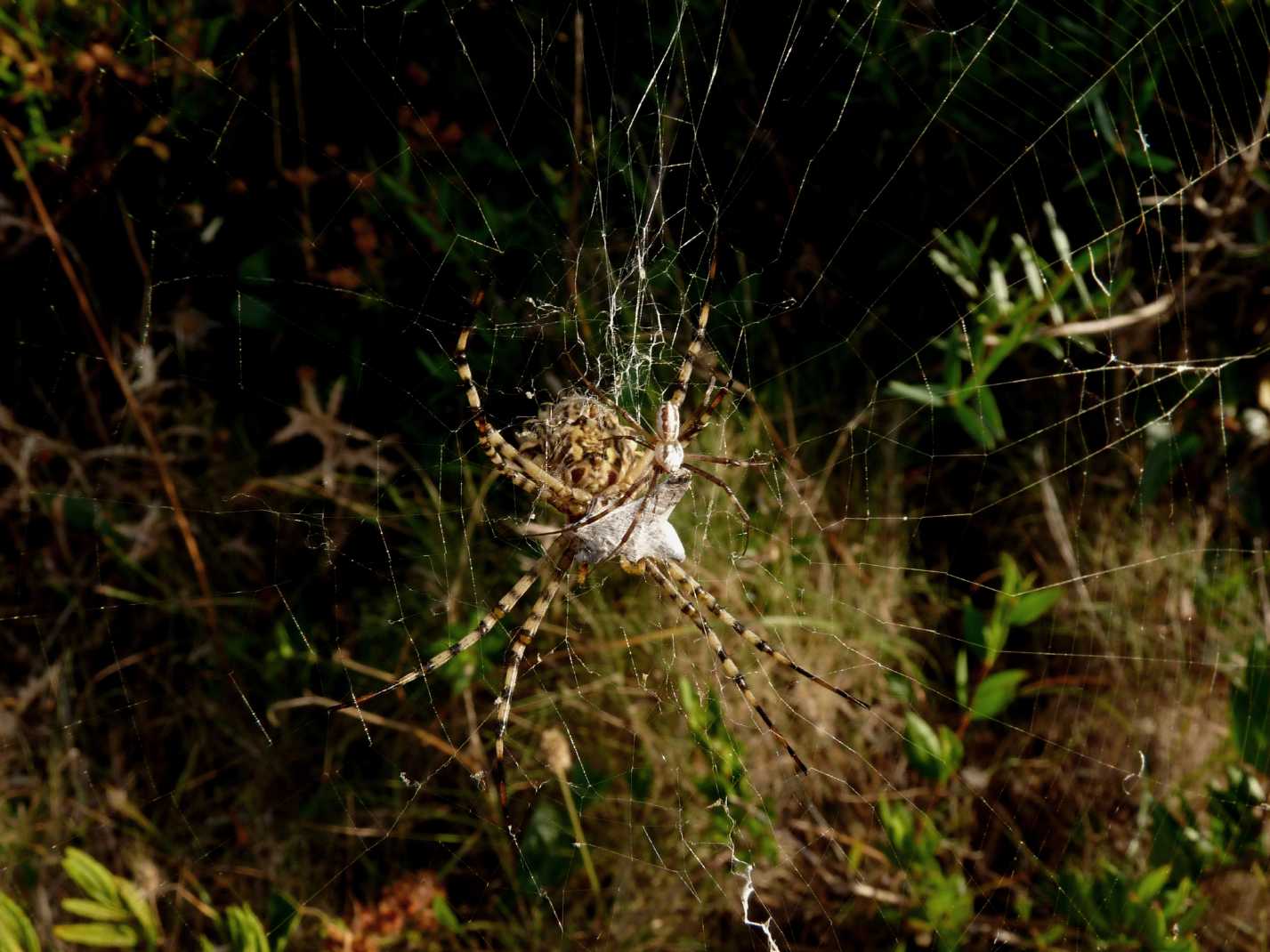 Il paradiso delll''Argiope